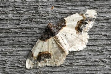 Moth Species List - 06/05/2025